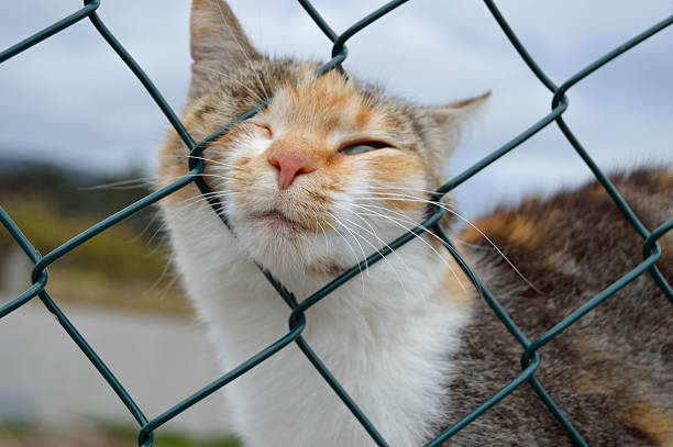 Creating A Safe Haven: Exploring Outdoor Cat Enclosures For Happy Felines
